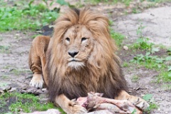 Burgers Zoo